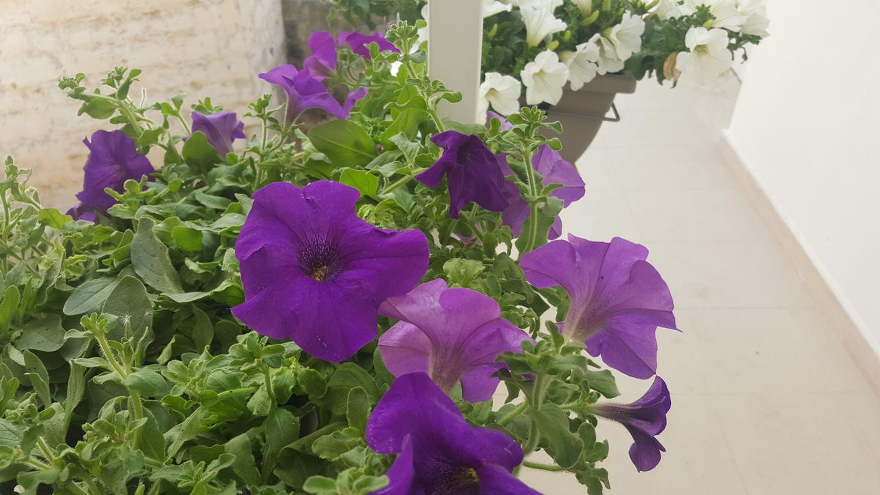 Matera Guest House מראה חיצוני תמונה